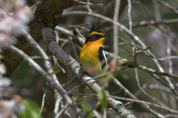 Narcissus Flycatcher 滋賀県甲賀市甲南町創造の森 Sun, 4/16/2023