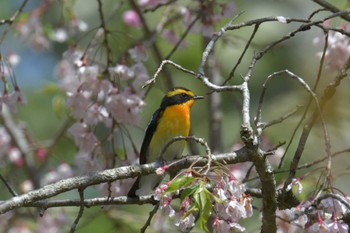 Narcissus Flycatcher 滋賀県甲賀市甲南町創造の森 Sun, 4/16/2023