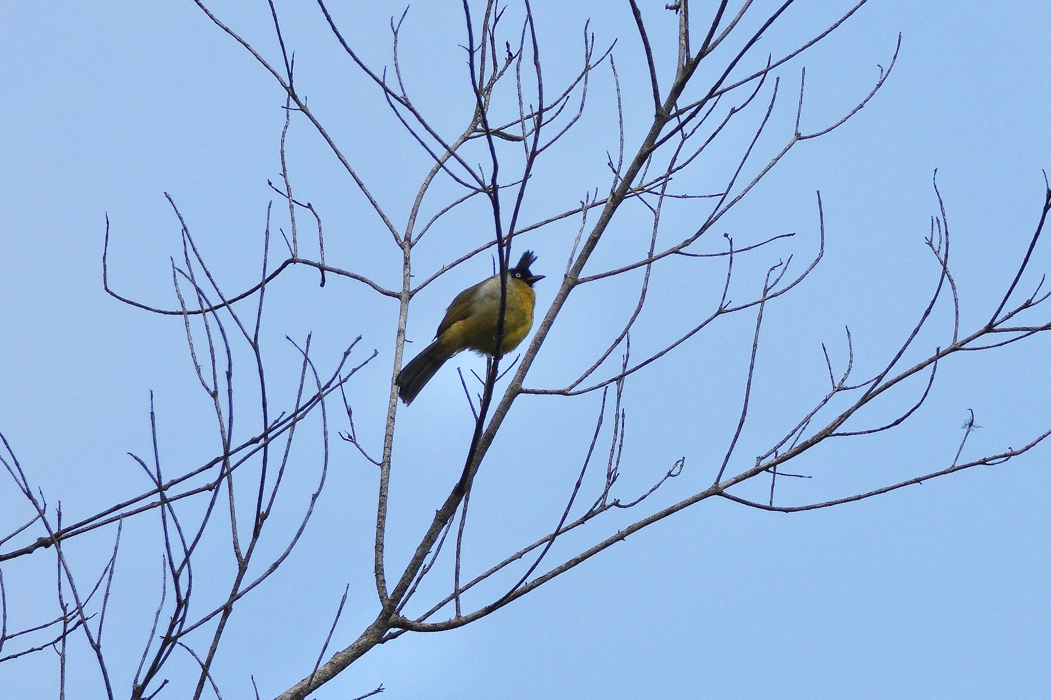 Black-crested Bulbul