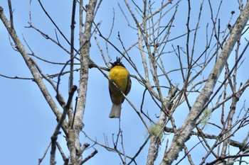 Black-crested Bulbul Fraser's Hill Wed, 3/8/2023