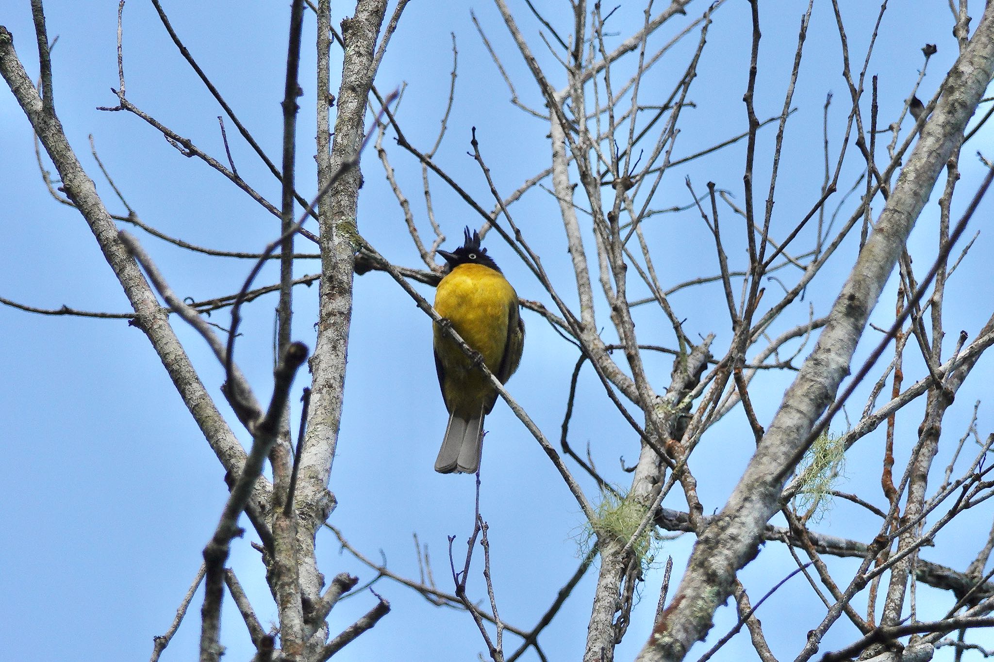 Black-crested Bulbul