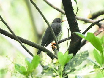 クロツグミ 京都御苑 2023年4月16日(日)