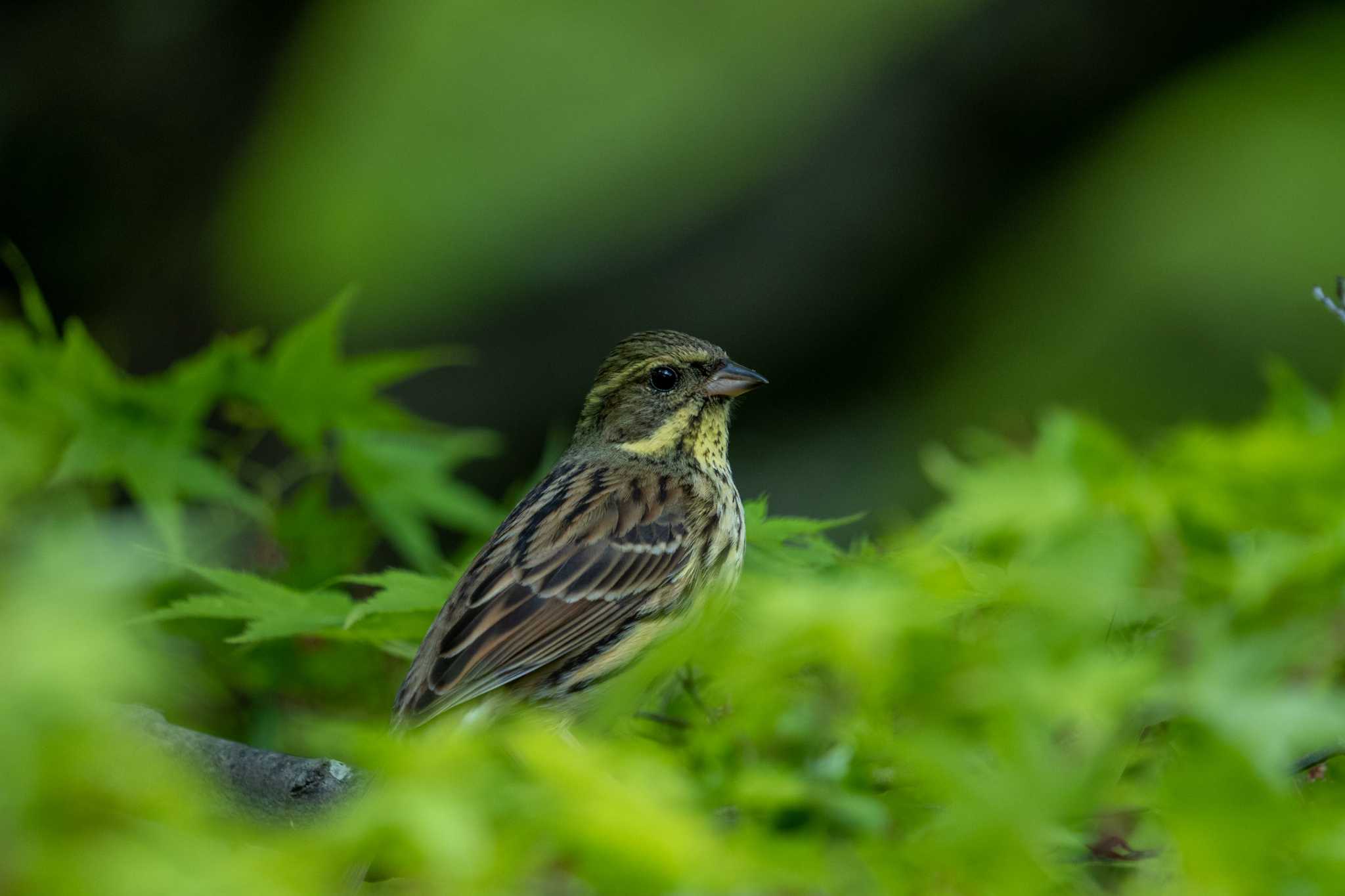 京都府立植物園 アオジの写真 by chez 