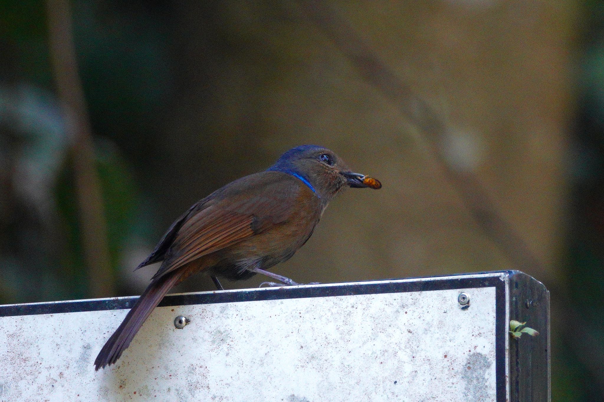 Photo of Large Niltava at Fraser's Hill by のどか