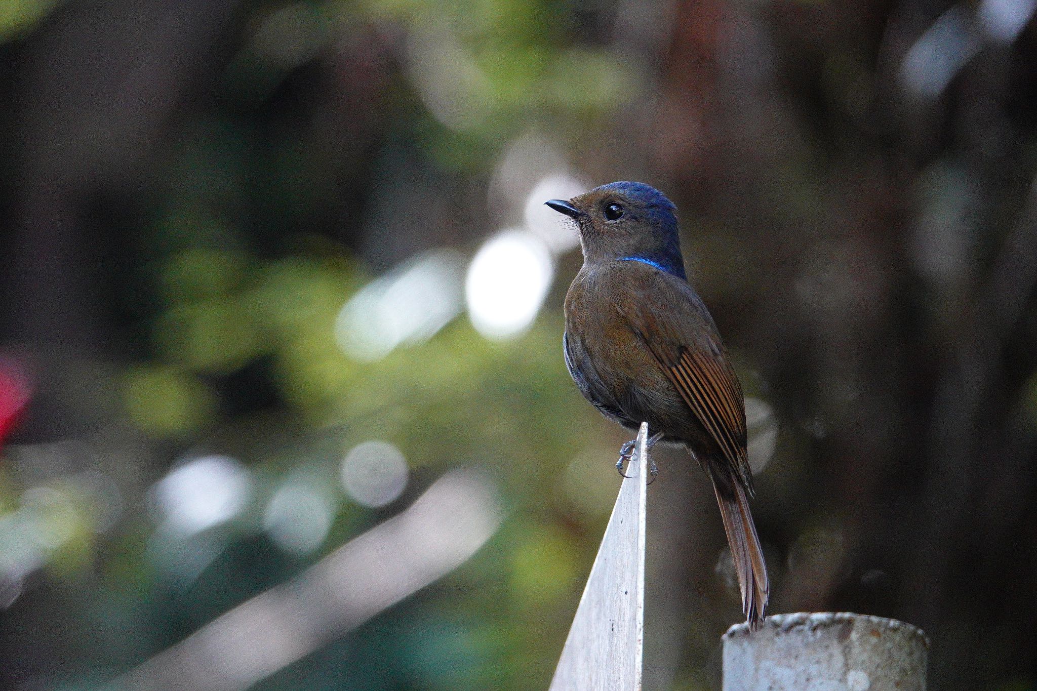 Photo of Large Niltava at Fraser's Hill by のどか