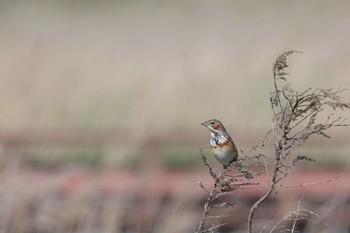 Chestnut-eared Bunting 響灘ビオトープ Sun, 4/9/2023