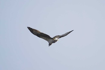 Osprey 横浜市磯子区 Sun, 4/16/2023