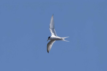 Little Tern Sambanze Tideland Sun, 4/16/2023