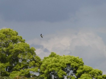 イワツバメ 東京港野鳥公園 2023年4月16日(日)