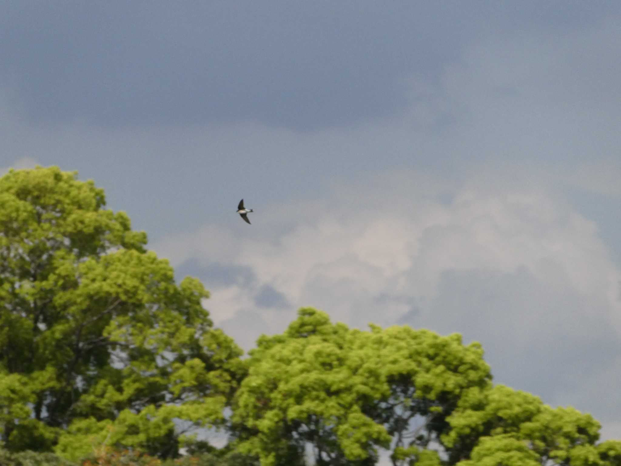 東京港野鳥公園 イワツバメの写真 by ネジ