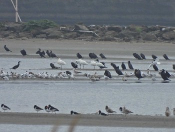 2023年4月16日(日) 葛西臨海公園の野鳥観察記録