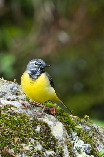 Grey Wagtail 長等公園 Sun, 4/16/2023