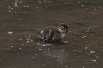 Mandarin Duck Unknown Spots Tue, 5/29/2018