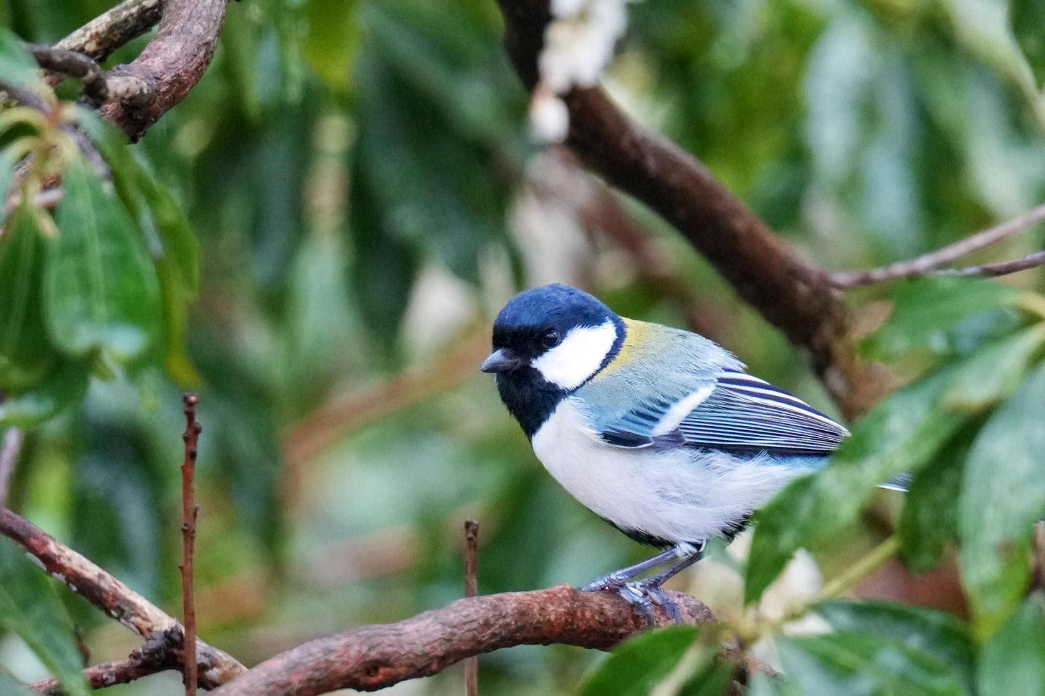 西湖野鳥の森公園 シジュウカラの写真 by アポちん