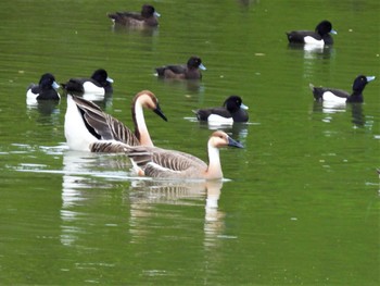 Sun, 4/16/2023 Birding report at Oikeshinsui Park