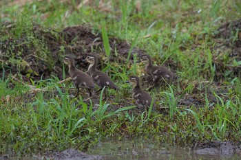 Mandarin Duck Unknown Spots Tue, 5/29/2018