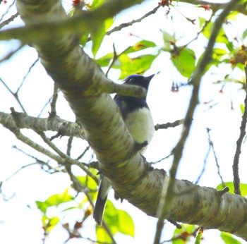 Blue-and-white Flycatcher 長浜市 Sun, 4/16/2023