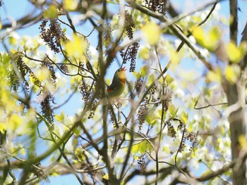 ソウシチョウ 丸火自然公園 2023年4月16日(日)