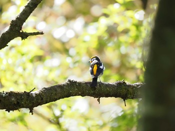 キビタキ 丸火自然公園 2023年4月16日(日)