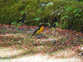 キビタキ 丸火自然公園 2023年4月16日(日)