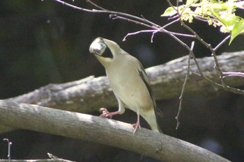 Hawfinch 加木屋緑地 Sun, 4/16/2023