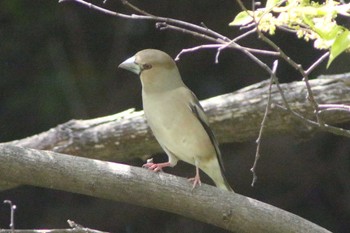 Hawfinch 加木屋緑地 Sun, 4/16/2023