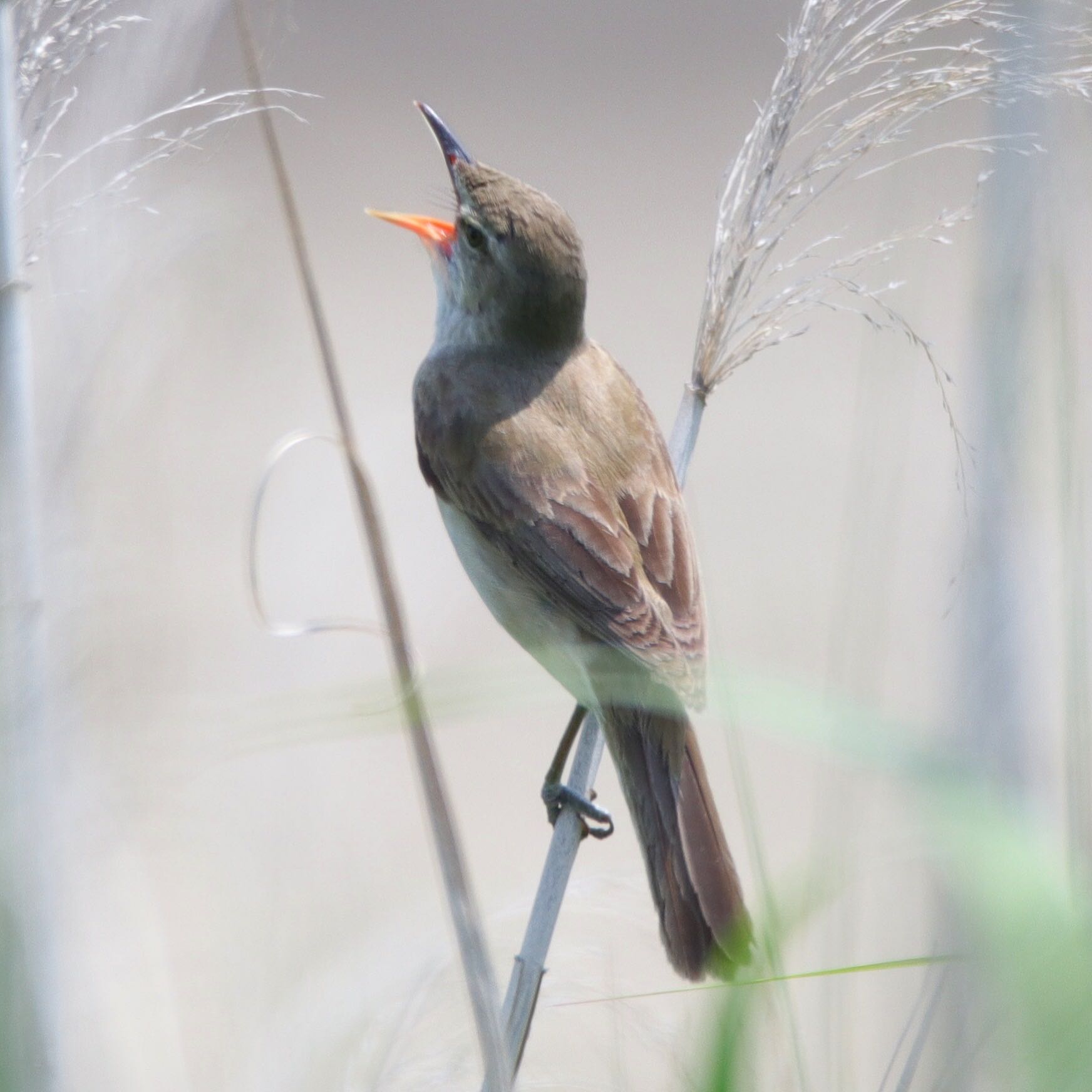 Photo of Oriental Reed Warbler at Watarase Yusuichi (Wetland) by nejimakibird