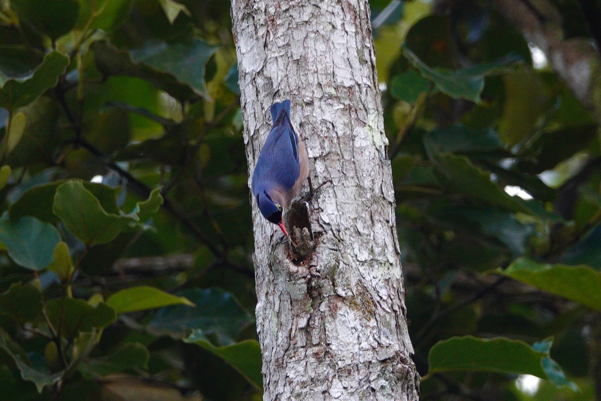 Photo of Velvet-fronted Nuthatch at Fraser's Hill by のどか