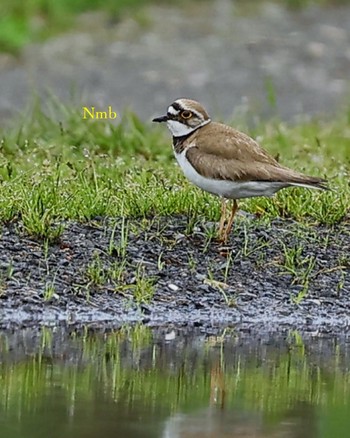 Little Ringed Plover Unknown Spots Unknown Date