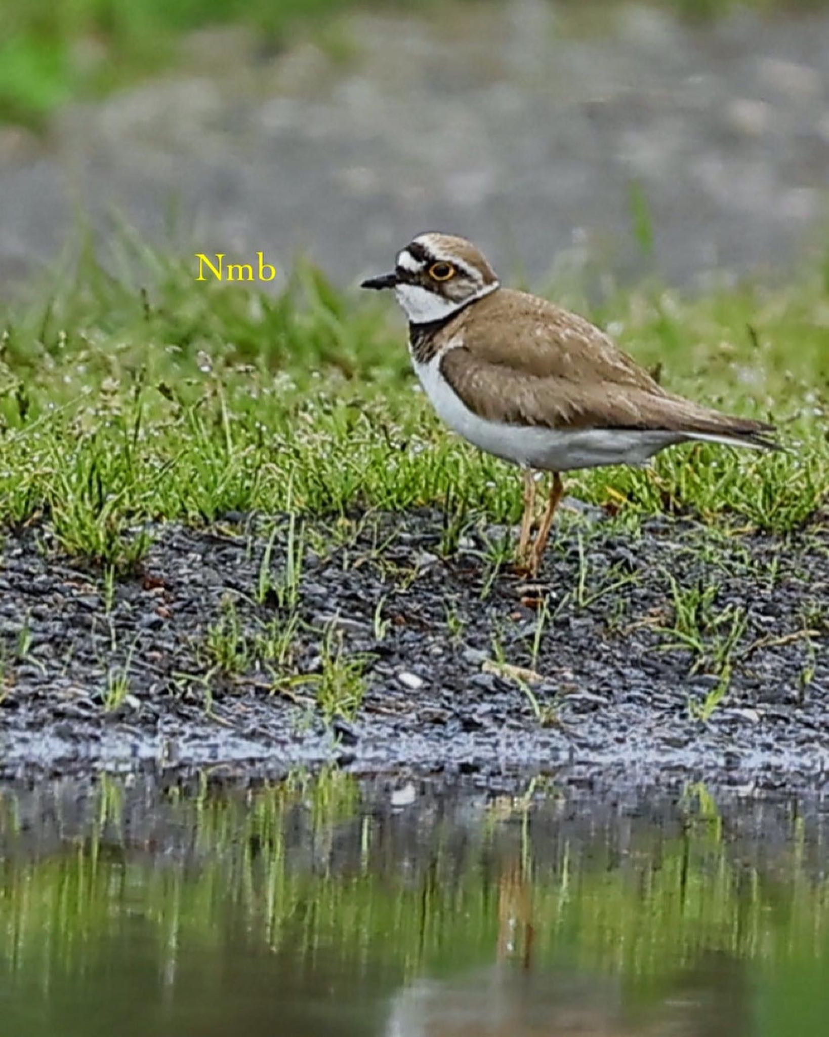 Photo of Little Ringed Plover at  by soul.number.358