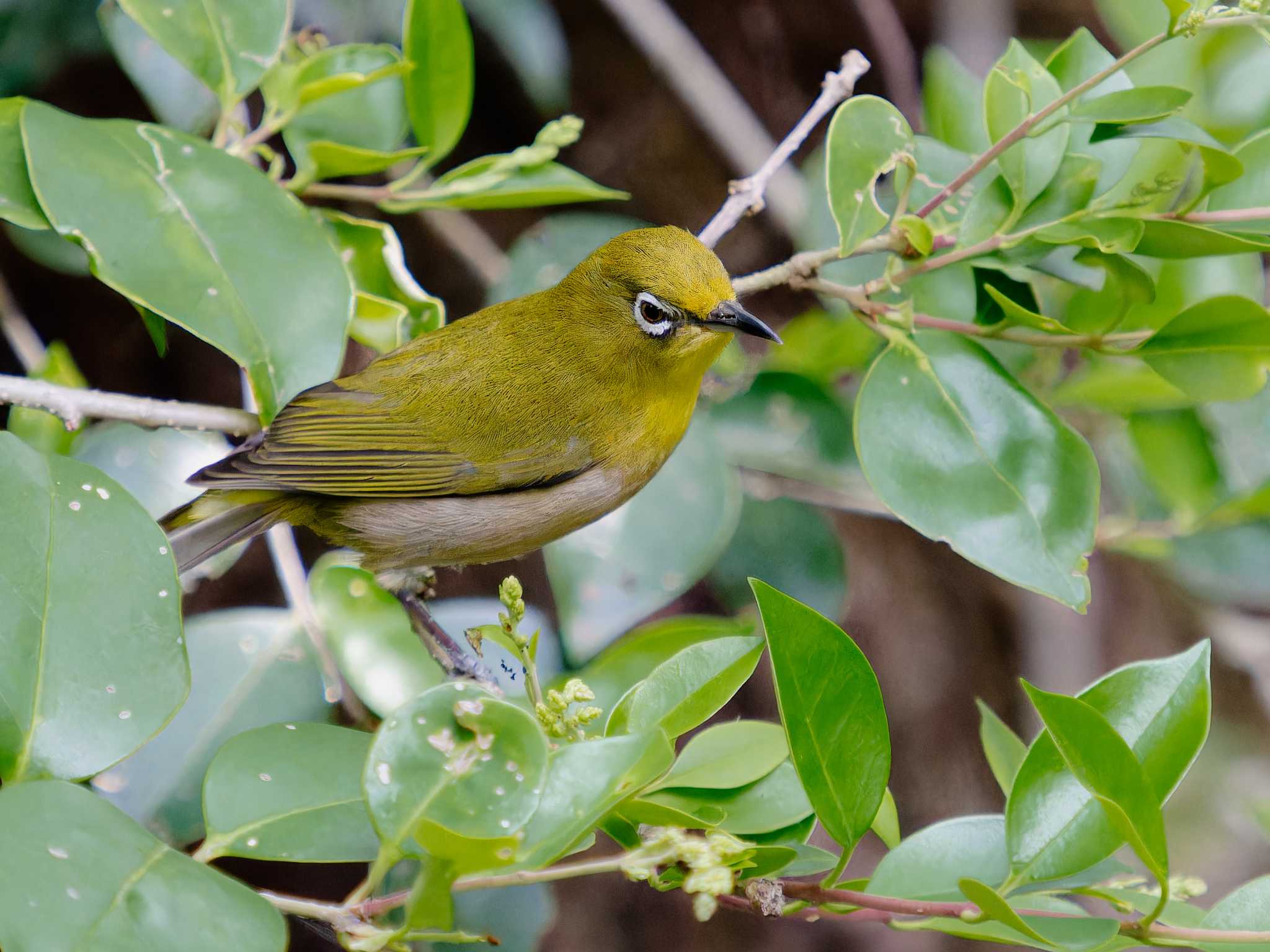 Photo of Warbling White-eye at 稲佐山 by ここは長崎