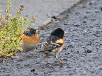 Brambling 野母崎 水仙の里(長崎市) Sat, 4/15/2023