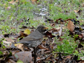 Japanese Thrush 野母崎 水仙の里(長崎市) Sat, 4/15/2023