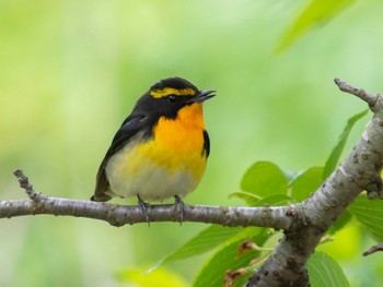 Narcissus Flycatcher 野母崎 水仙の里(長崎市) Sat, 4/15/2023