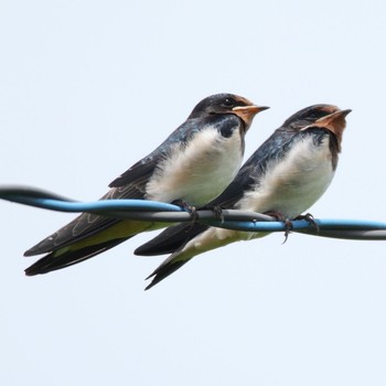 Barn Swallow 下妻市 砂沼 Sat, 5/26/2018