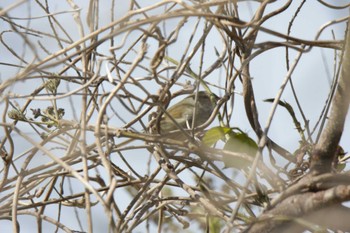 Japanese Bush Warbler 芥川 Sun, 4/16/2023