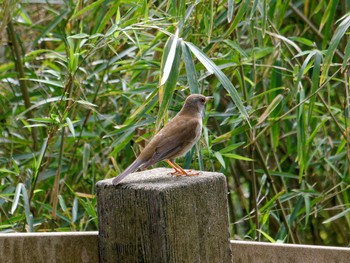 Pale Thrush 横浜市立金沢自然公園 Sun, 4/16/2023