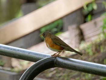 Brown-headed Thrush 横浜市立金沢自然公園 Sun, 4/16/2023