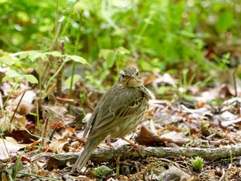 Olive-backed Pipit 横浜市立金沢自然公園 Sun, 4/16/2023