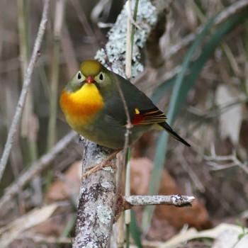 Red-billed Leiothrix Arima Fuji Park Sun, 4/2/2023