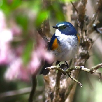 Red-flanked Bluetail Arima Fuji Park Sun, 4/2/2023