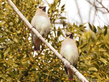 Japanese Waxwing 美濃加茂太田宿 Thu, 3/9/2023