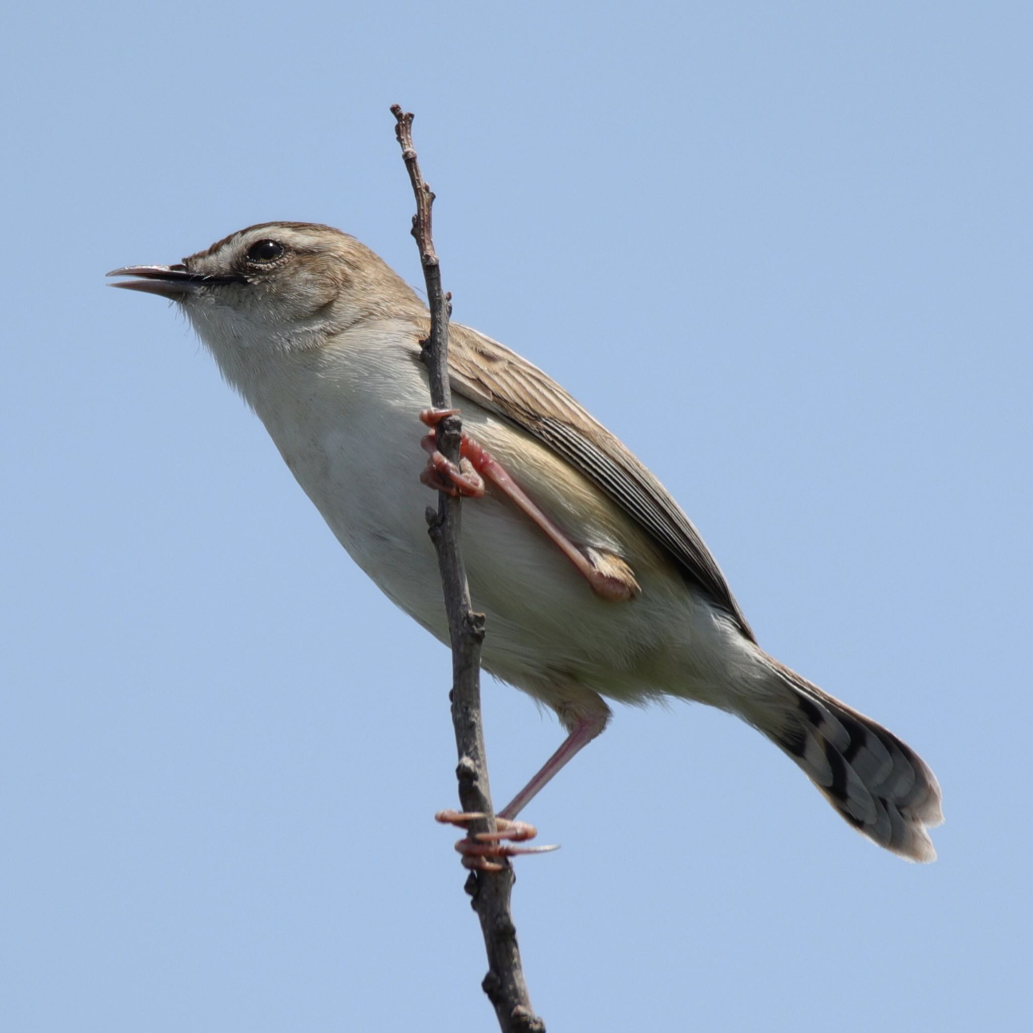 Photo of Zitting Cisticola at Watarase Yusuichi (Wetland) by JT photo