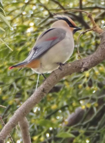 Japanese Waxwing 美濃加茂太田宿 Thu, 3/9/2023