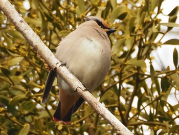 Japanese Waxwing 美濃加茂太田宿 Thu, 3/9/2023