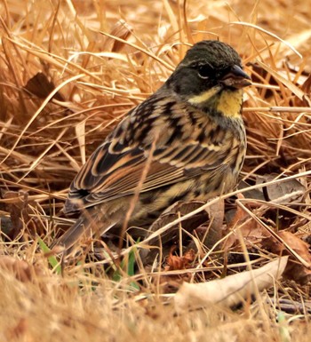 Masked Bunting 大野極楽寺公園(愛知県一宮市) Sat, 2/18/2023