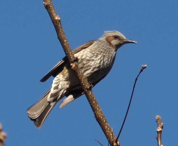 Brown-eared Bulbul 大野極楽寺公園(愛知県一宮市) Wed, 2/8/2023