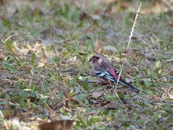 Siberian Long-tailed Rosefinch 大野極楽寺公園(愛知県一宮市) Thu, 3/2/2023