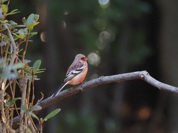 Siberian Long-tailed Rosefinch 大野極楽寺公園(愛知県一宮市) Thu, 3/2/2023