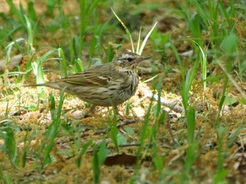 Olive-backed Pipit 埼玉県 Mon, 4/10/2023